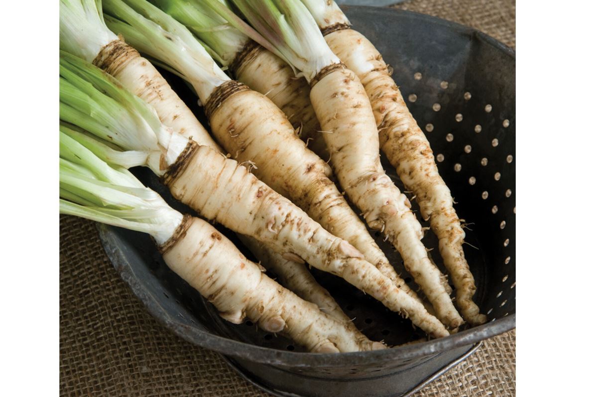 Mammoth Sandwich Island – Salsify Seed